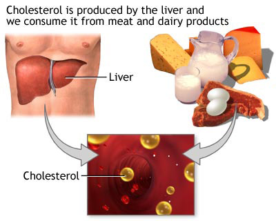 Cholesterol producers